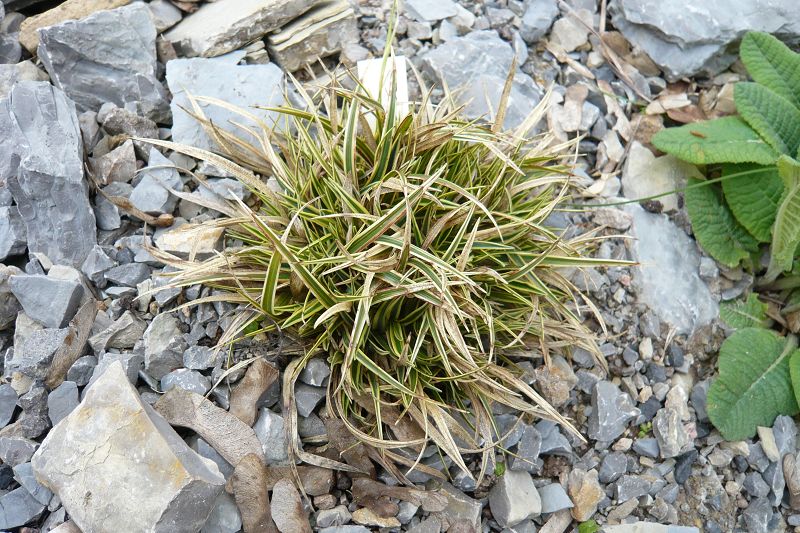 Carex firma 'variegata