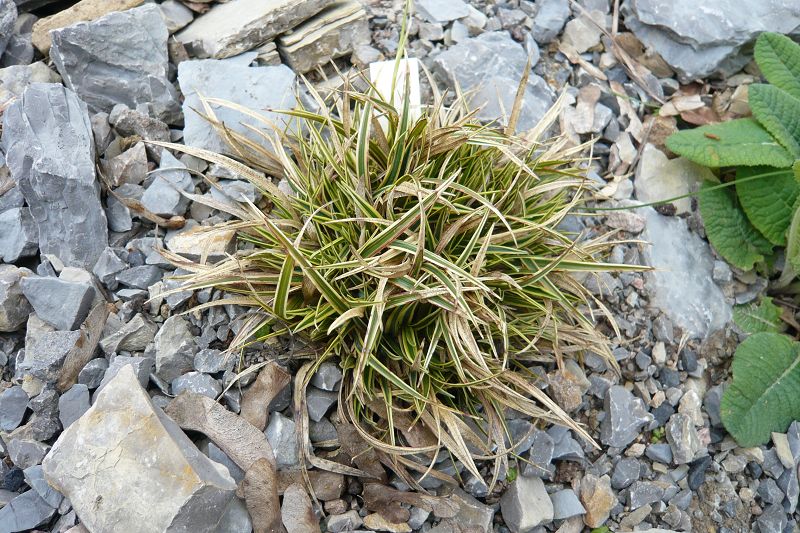 Carex firma 'variegata